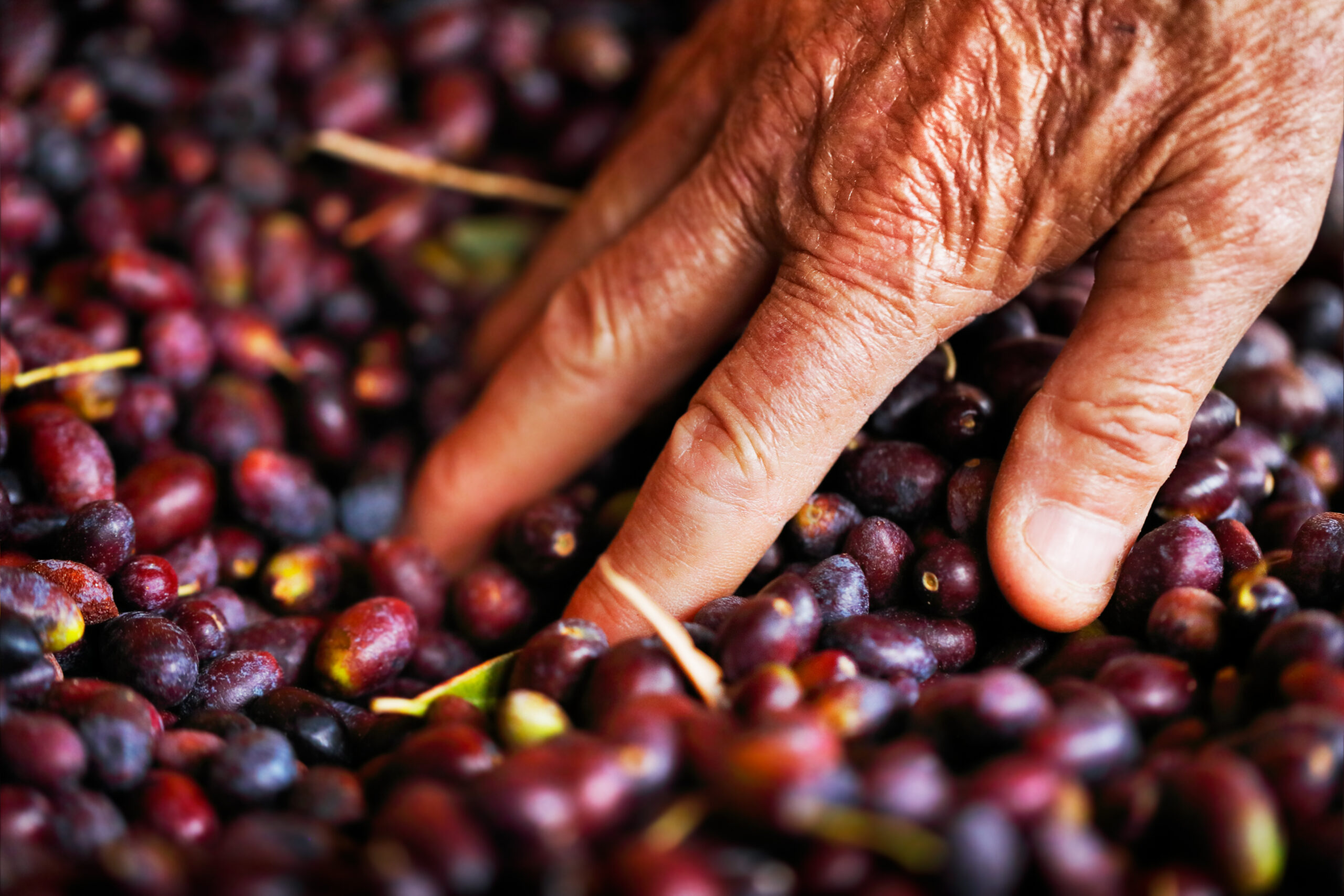 black-olives-harvest-2021-08-26-18-27-04-utc-scaled.jpg